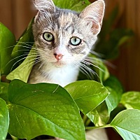adopt a pet