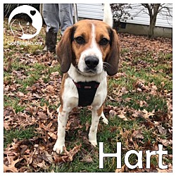 Thumbnail photo of Hart #1