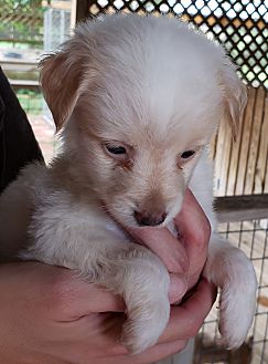 dog dna test canada petsmart