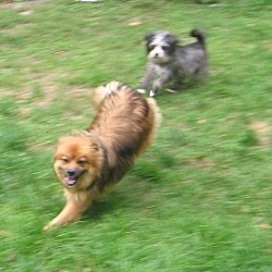 Thumbnail photo of Clove (2 yr 15 lb) good w/dogs & cats #3