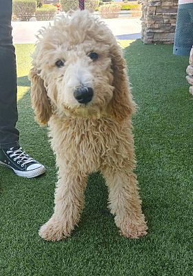 Las Vegas, NV - Poodle (Standard). Meet BRUNO a Pet for Adoption