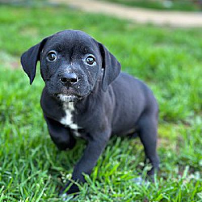 Burlington, VT - Dachshund/Jack Russell Terrier. Meet Zillie a Pet for ...