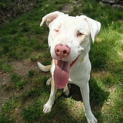 Photo of Mandy - 1 yr old female, deaf/vision impared