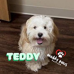 Thumbnail photo of Teddy #1