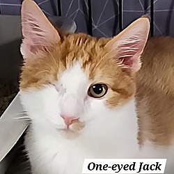 Thumbnail photo of One-eyed Jack aka Bubbles #1