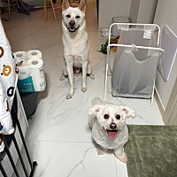 adopt a pet