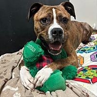 adopt a pet