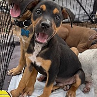 adopt a pet