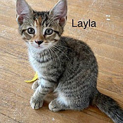 Thumbnail photo of Layla (T2) #2