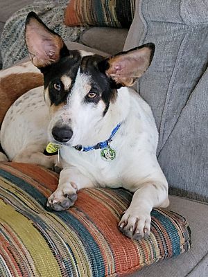 Basset Hound Blue Heeler Mix