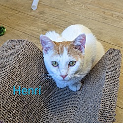 Photo of Henri