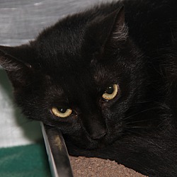 Thumbnail photo of Morticia (Spayed) #3
