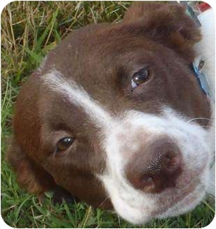 Chapel Hill Nc German Shorthaired Pointer Meet Katie A Pet For