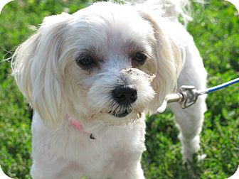 Indianapolis, IN - Maltese. Meet Millie a Pet for Adoption.