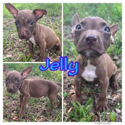 Thumbnail photo of Jelly #3