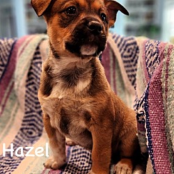 Thumbnail photo of Hazel #3