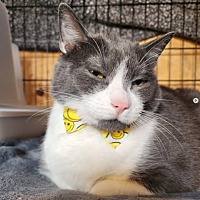 adopt a pet