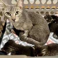 adopt a pet