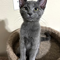 adopt a pet