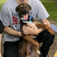 adopt a pet