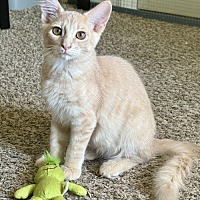 adopt-pet