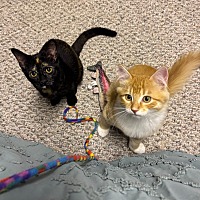 adopt a pet