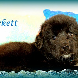 Thumbnail photo of Beckett~adopted! #2