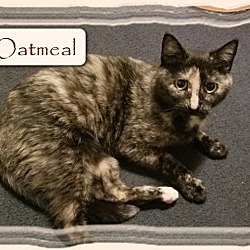Thumbnail photo of Oatmeal #2