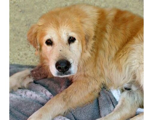 Tucson, AZ - Golden Retriever/Chow Chow. Meet MILLER* a Pet for ...