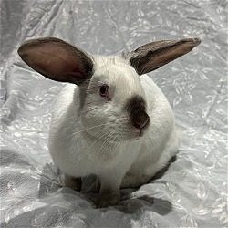 Photo of Burrata