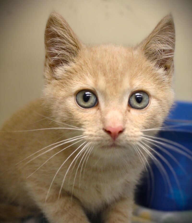 Adopt Nutter Butter A Tan Or Fawn Domestic Shorthair Cat In Johnstown