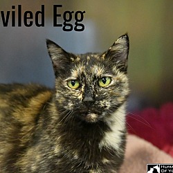 Thumbnail photo of Deviled Egg #3