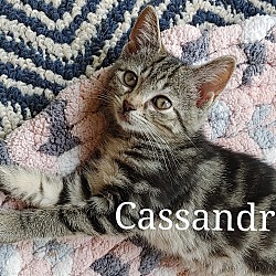 Thumbnail photo of Cassandra #1