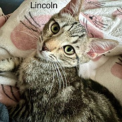 Thumbnail photo of Lincoln #1