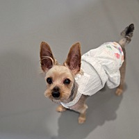 adopt a pet