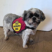 adopt a pet