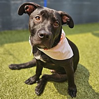 adopt a pet