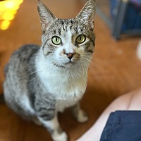 adopt a pet