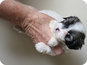 Orange County Ca Shih Tzu Meet Pebbles A Pet For Adoption