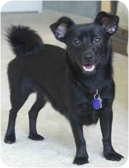 schipperke poodle mix