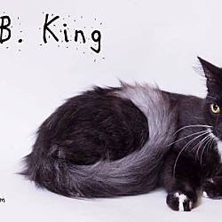 Thumbnail photo of BB King #2