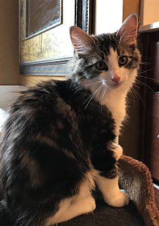 Lawrence *ADOPTED!