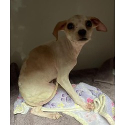 Photo of DOBI- IN FOSTER