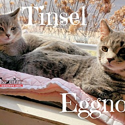 Thumbnail photo of Tinsel #2