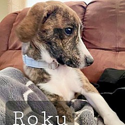 Photo of Roku