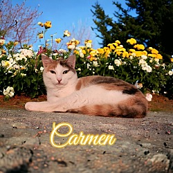 Photo of Carmen
