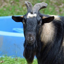 Thumbnail photo of Vincent Van Goat #3