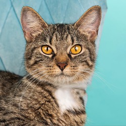 Photo of Tabitha- $25 Bissell Sponsored Adoption Fee!