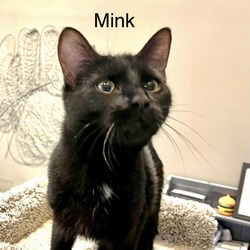 Thumbnail photo of Mink - Felvy Kitty #3