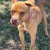 adopt-pet